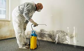 Why You Should Choose Our Mold Remediation Services in Douglass Hills, KY